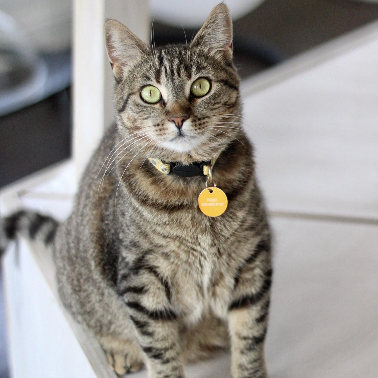 Enlarge Bebe, a Adoptable Domestic Short Hair in Long Beach, CA image 3/3