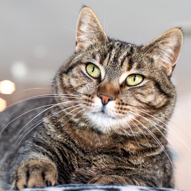 Enlarge Bebe, a Adoptable Domestic Short Hair in Long Beach, CA image 1/3