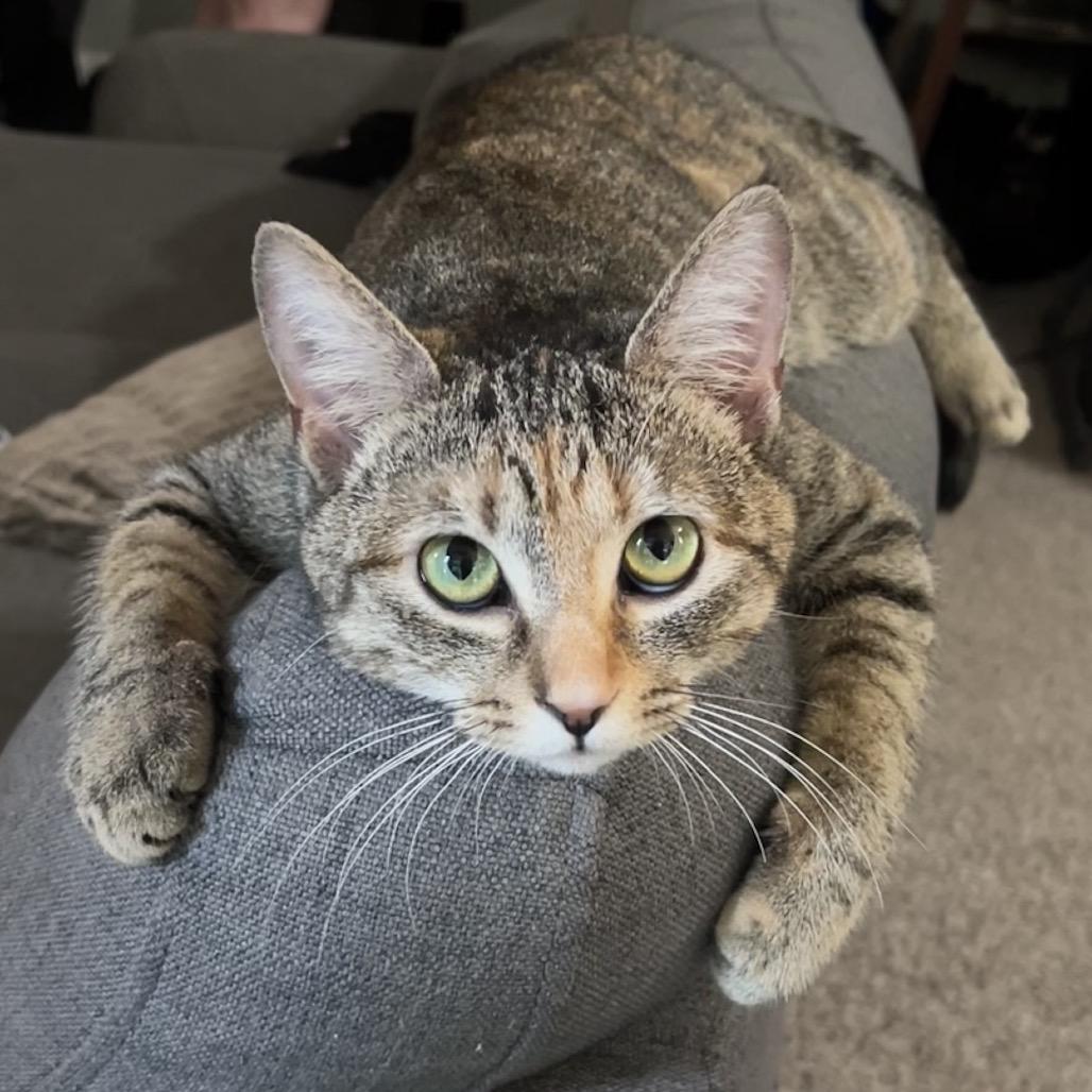 Gingerbread, Adoptable, Young Female American Shorthair.