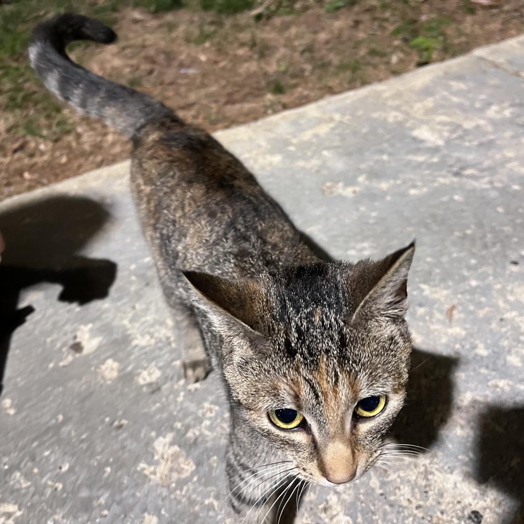 Gingerbread, a Adoptable American Shorthair in Raleigh, NC image 2/2