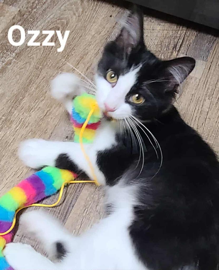 Enlarge Ozzy, a Adopted mixed breed in Minot, ND image 1/6