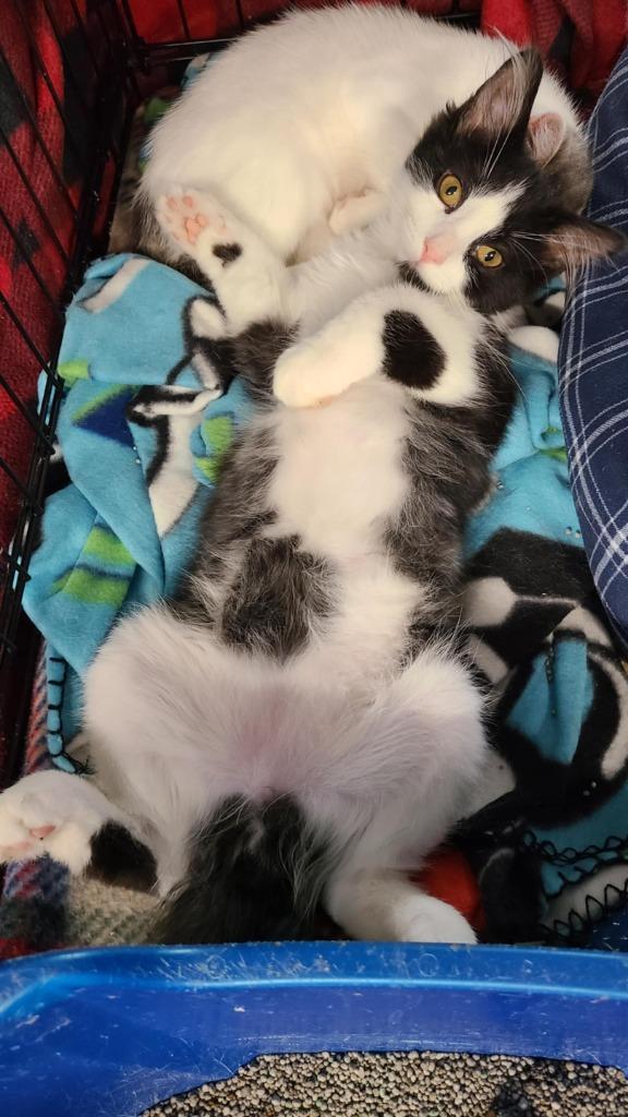 Enlarge Ozzy, a Adopted mixed breed in Minot, ND image 2/6