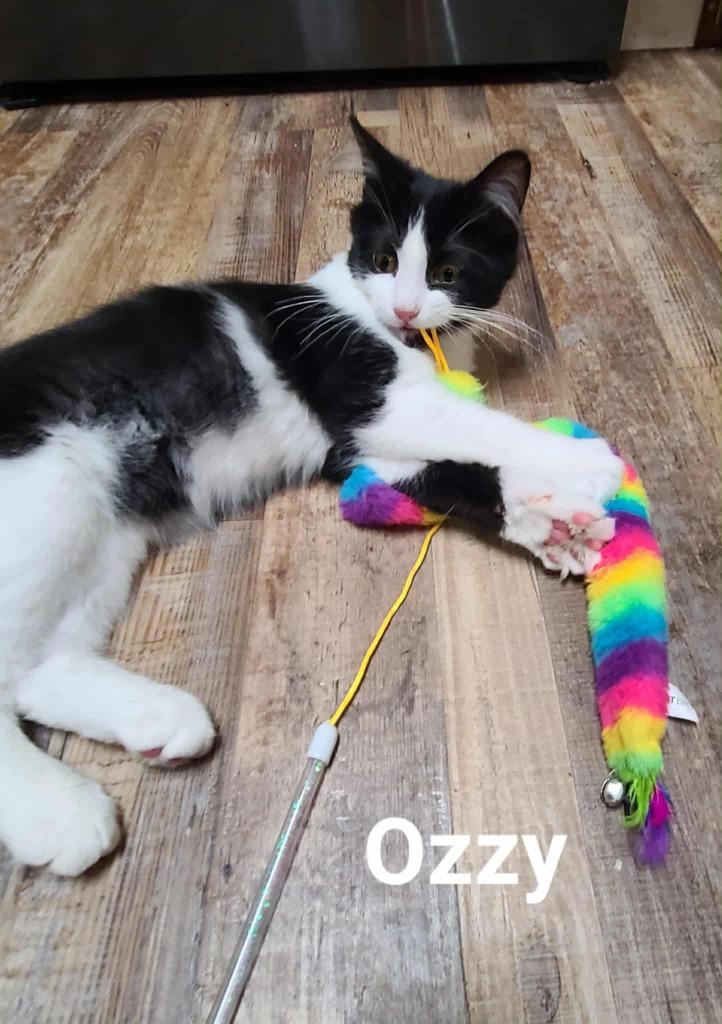 Enlarge Ozzy, a Adopted mixed breed in Minot, ND image 3/6