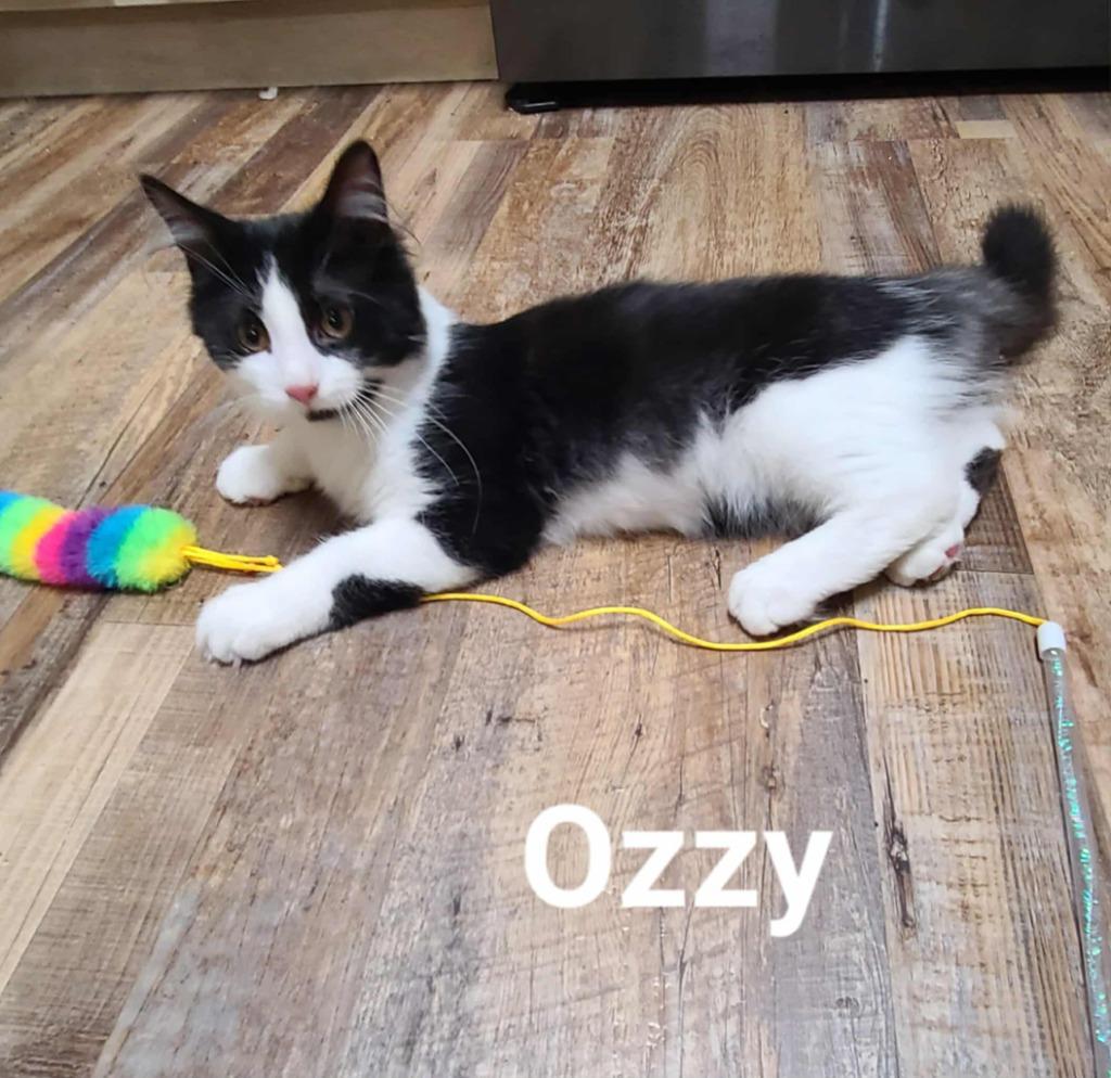 Enlarge Ozzy, a Adopted mixed breed in Minot, ND image 4/6