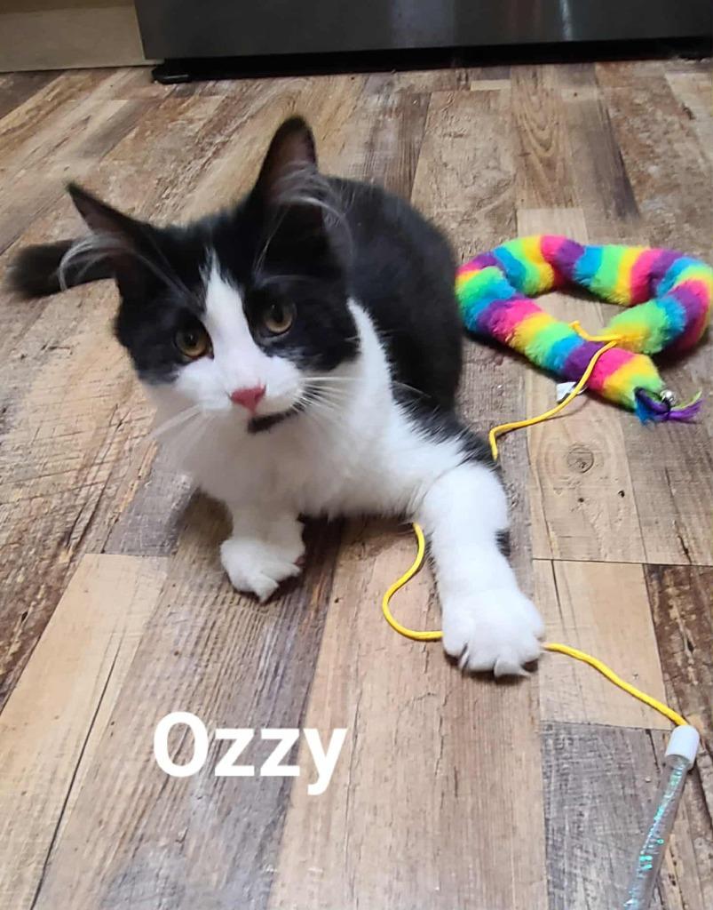 Enlarge Ozzy, a Adopted mixed breed in Minot, ND image 5/6