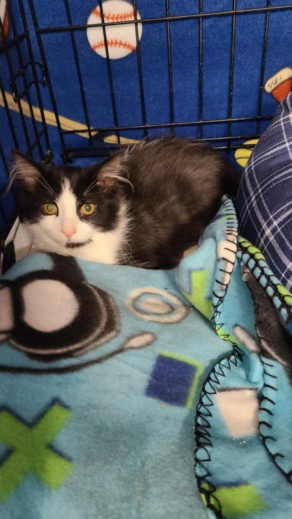 Enlarge Ozzy, a Adopted mixed breed in Minot, ND image 6/6