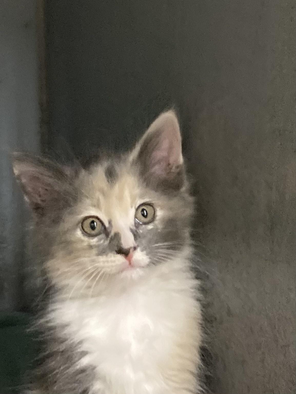 KITTENS, an adoptable Domestic Short Hair in Craig, CO, 81625 | Photo Image 1