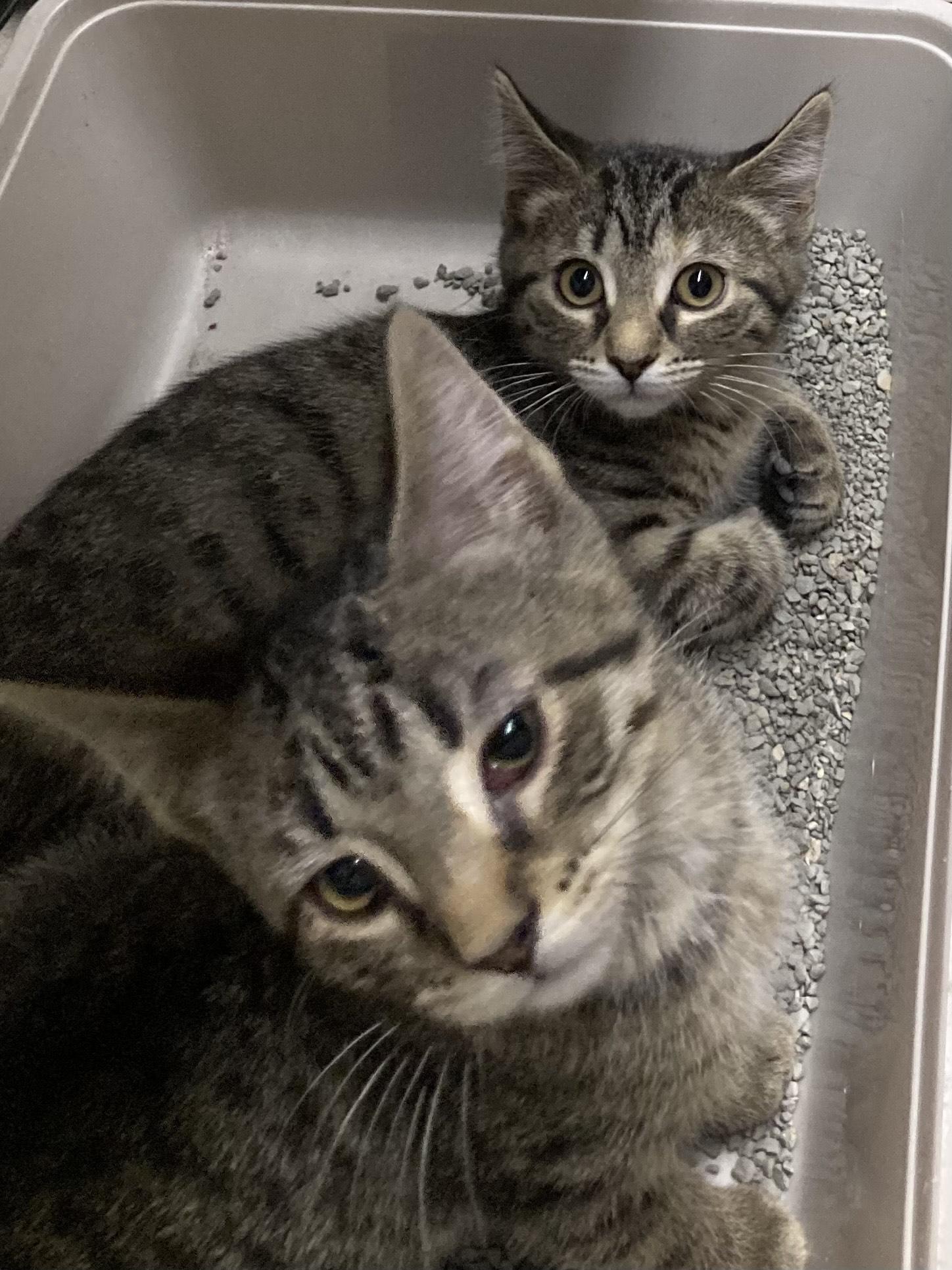 KITTENS, an adoptable Domestic Short Hair in Craig, CO, 81625 | Photo Image 3
