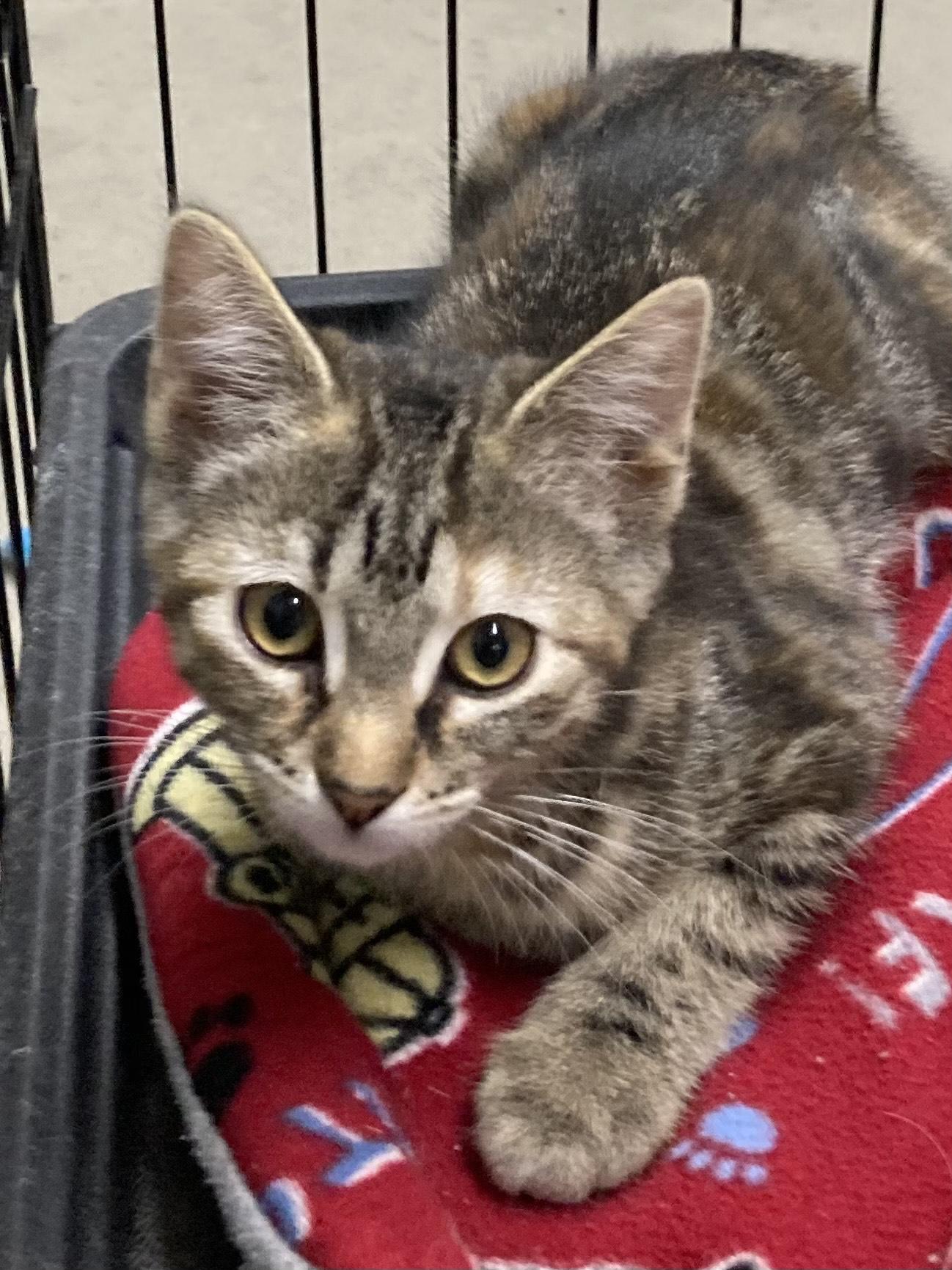KITTENS, an adoptable Domestic Short Hair in Craig, CO, 81625 | Photo Image 2