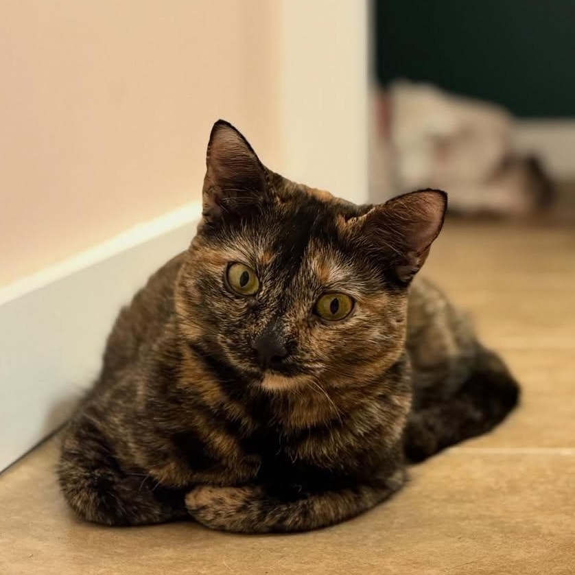 Enlarge Linda , an adopted American Shorthair in Austin, TX image 2/5