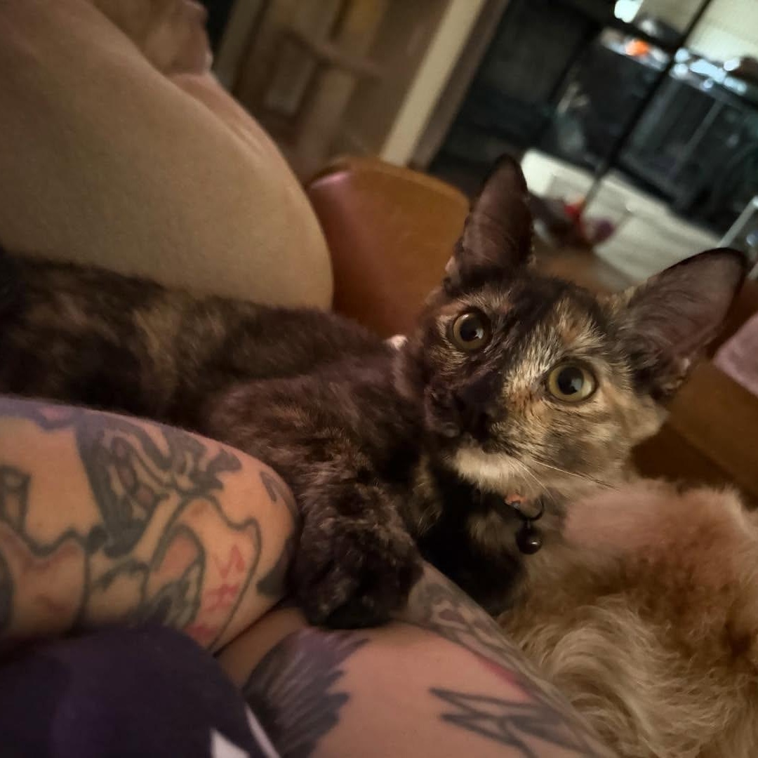 Enlarge Linda , an adopted American Shorthair in Austin, TX image 5/5