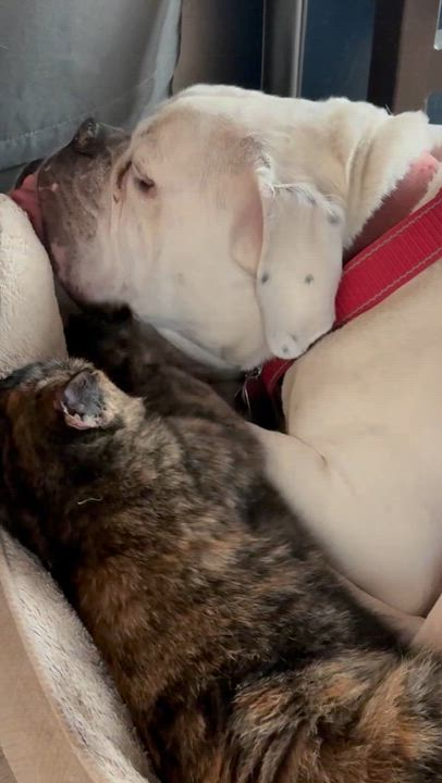 Enlarge Linda , an adopted American Shorthair in Austin, TX video 3/5