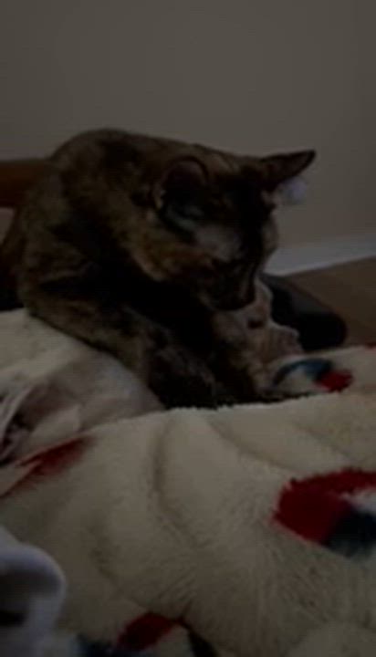 Enlarge Linda , an adopted American Shorthair in Austin, TX video 4/5