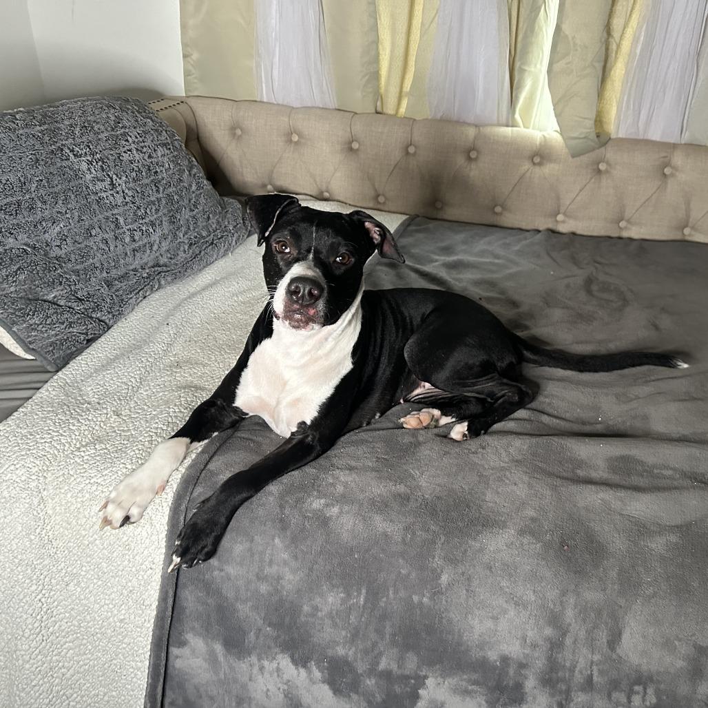 Riley, Adoptable, Adult Female American Staffordshire Terrier.