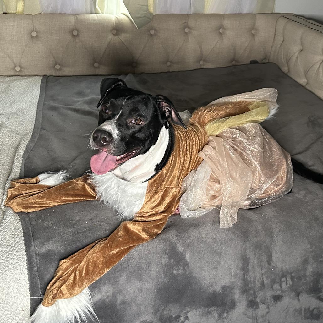 Riley, Adoptable, Adult Female American Staffordshire Terrier.