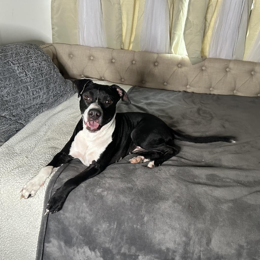 Riley, a Adoptable mixed breed in San Antonio, TX image 3/5