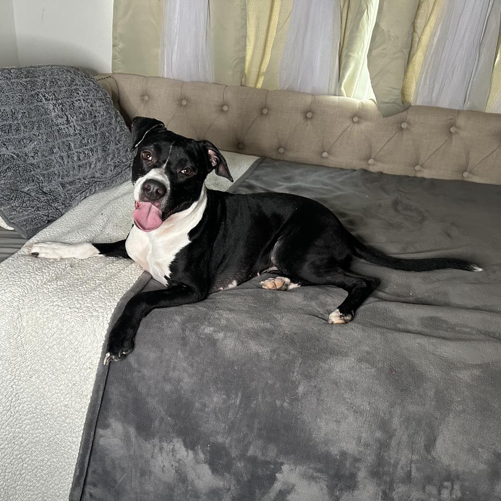 Enlarge Riley, a Adoptable mixed breed in San Antonio, TX image 2/6