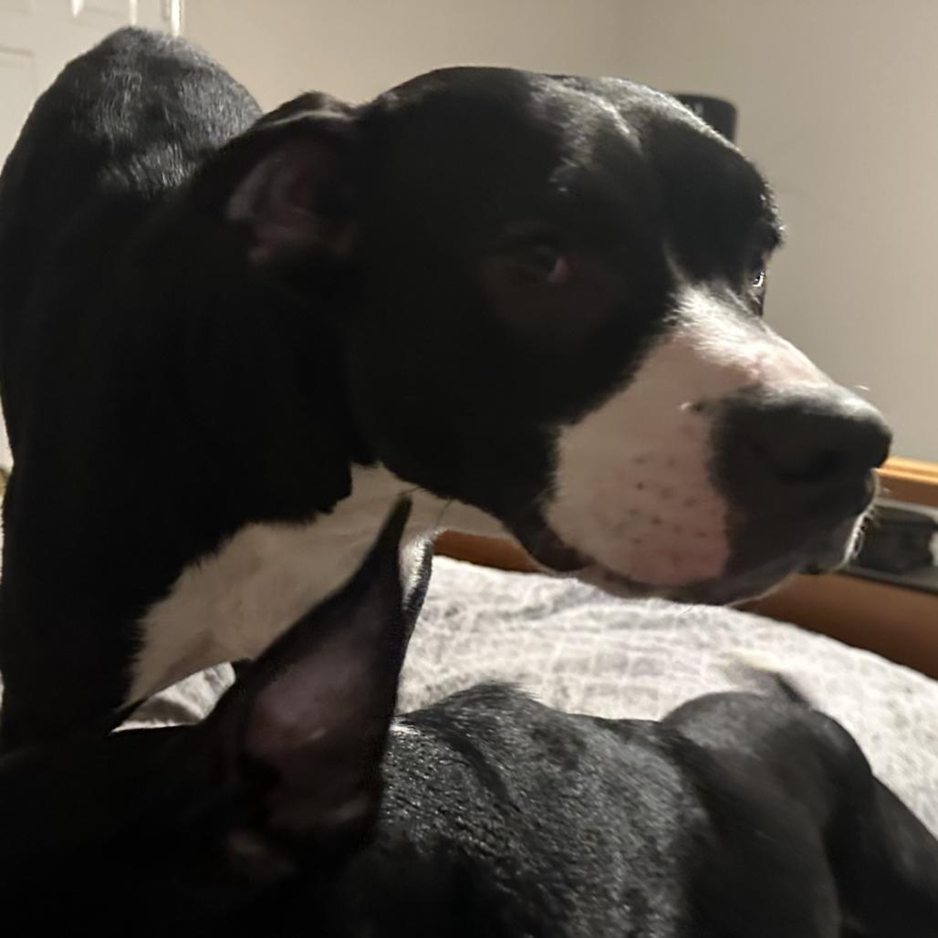 Enlarge Riley, a Adoptable mixed breed in San Antonio, TX image 3/6