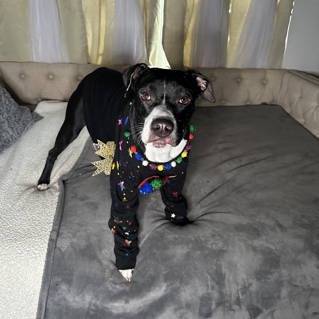 Enlarge Riley, a Adoptable mixed breed in San Antonio, TX image 4/6