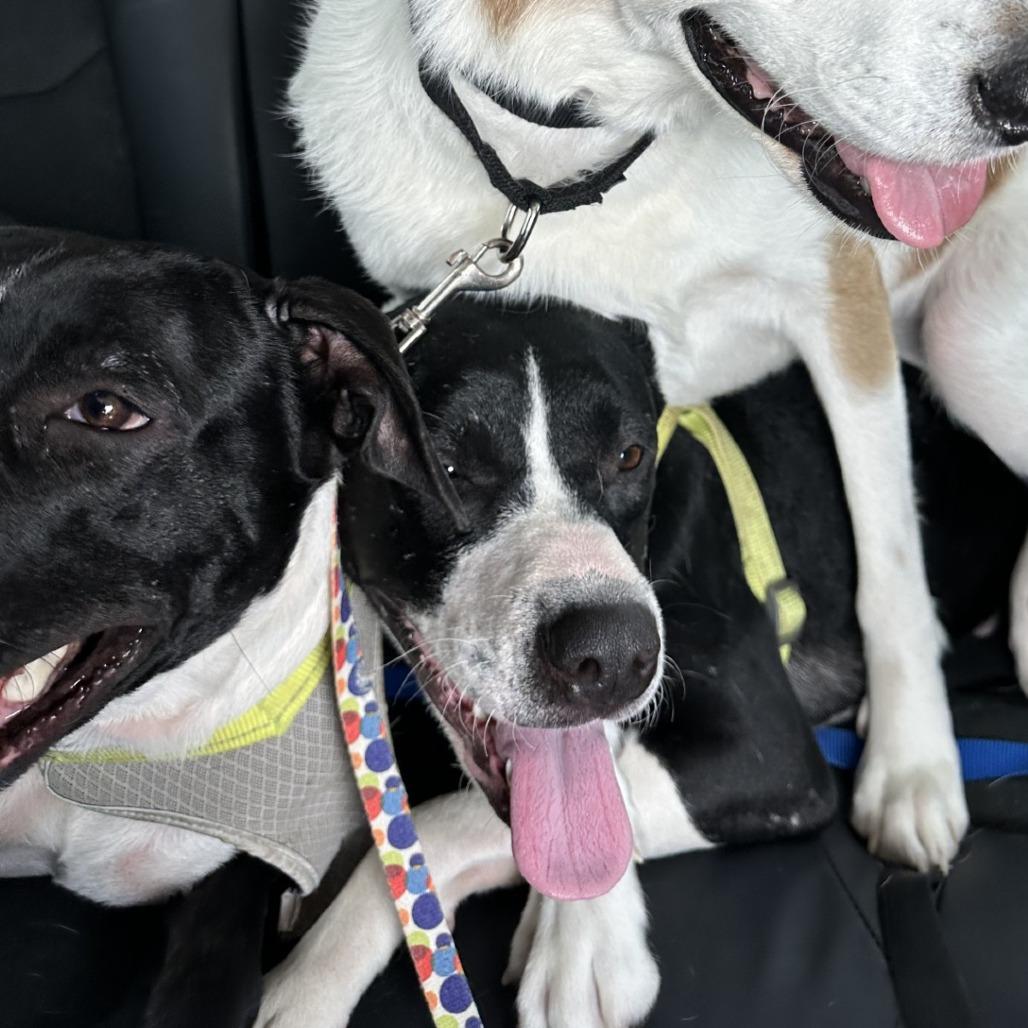 Enlarge Riley, a Adoptable mixed breed in San Antonio, TX image 5/6