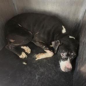 Enlarge Riley, a Adoptable mixed breed in San Antonio, TX image 6/6