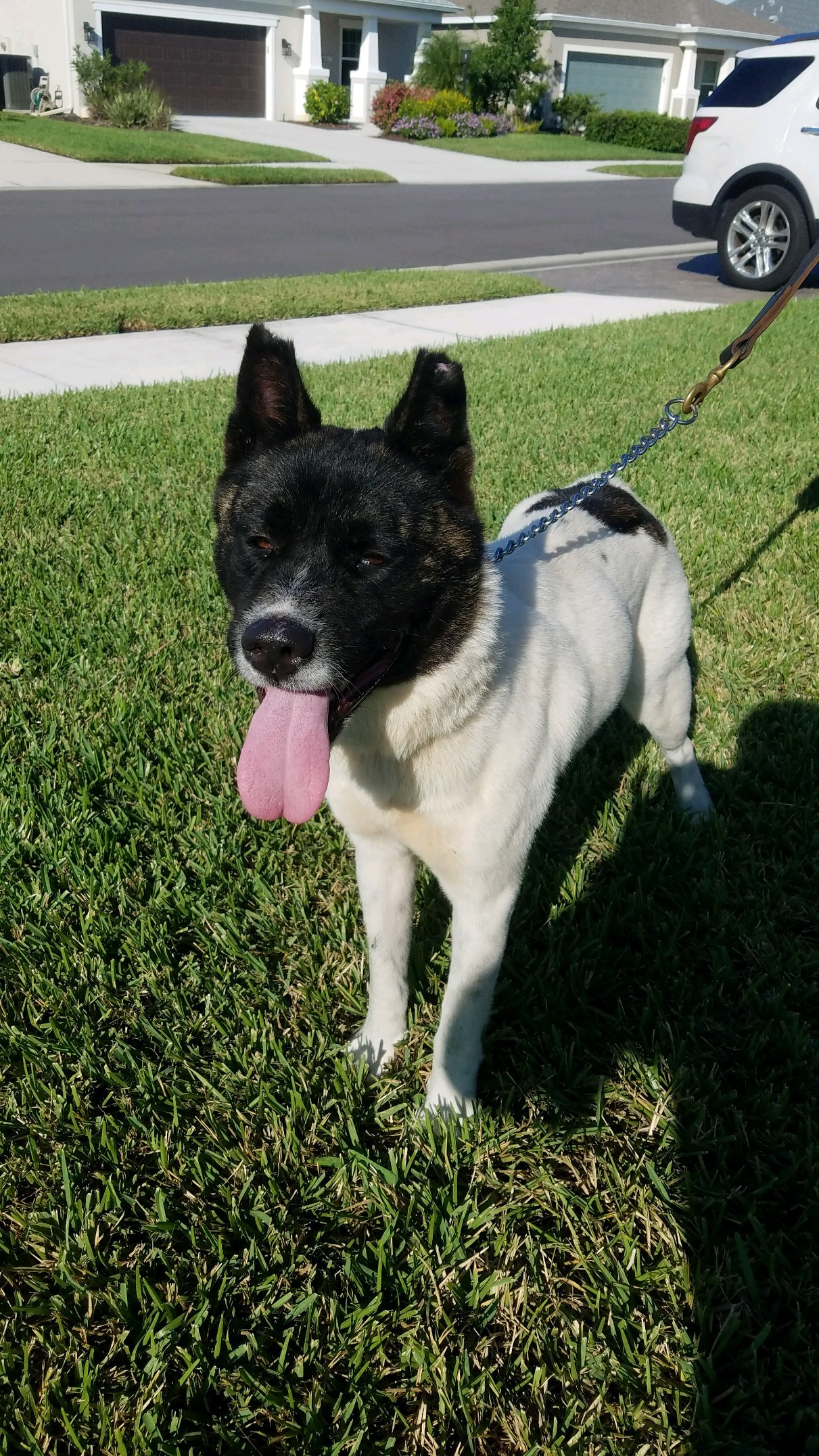 Enlarge Tiny Dancer, a Adoptable Akita in Jacksonville, FL image 1/3