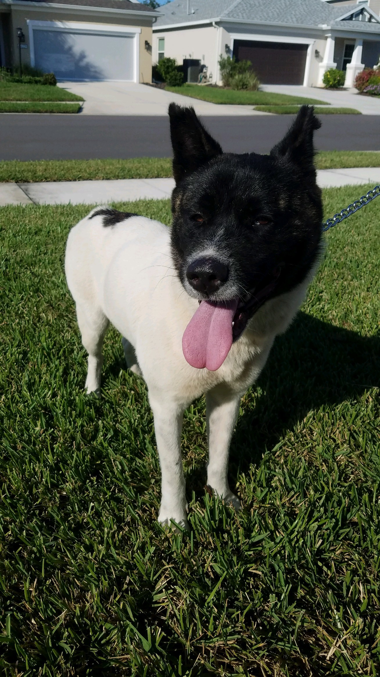 Enlarge Tiny Dancer, a Adoptable Akita in Jacksonville, FL image 2/3