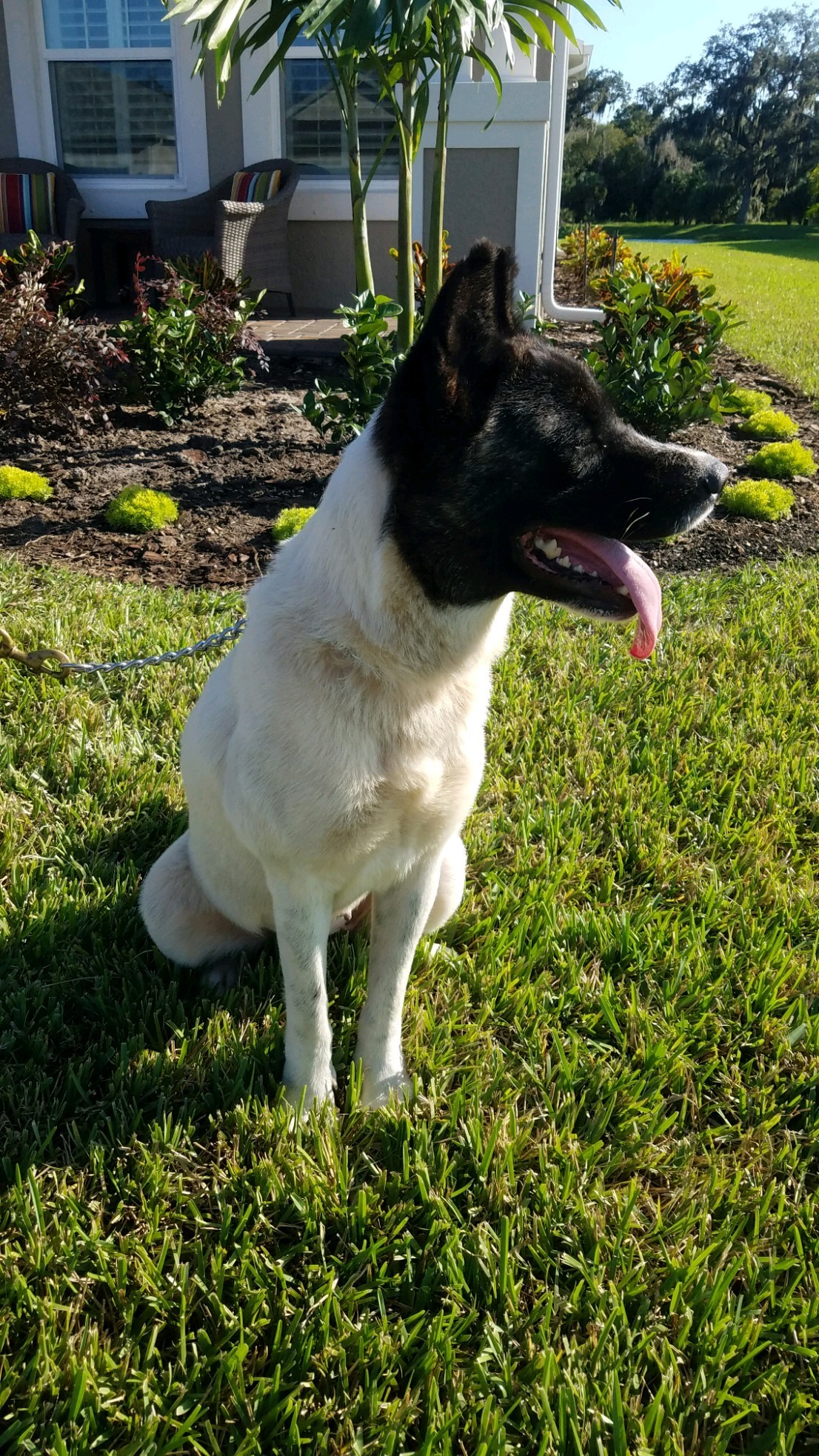 Enlarge Tiny Dancer, a Adoptable Akita in Jacksonville, FL image 3/3