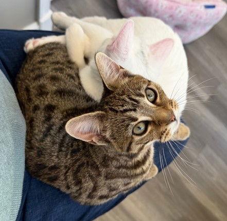 Enlarge Oyster, a Adoptable Domestic Short Hair in Reston, VA image 1/3