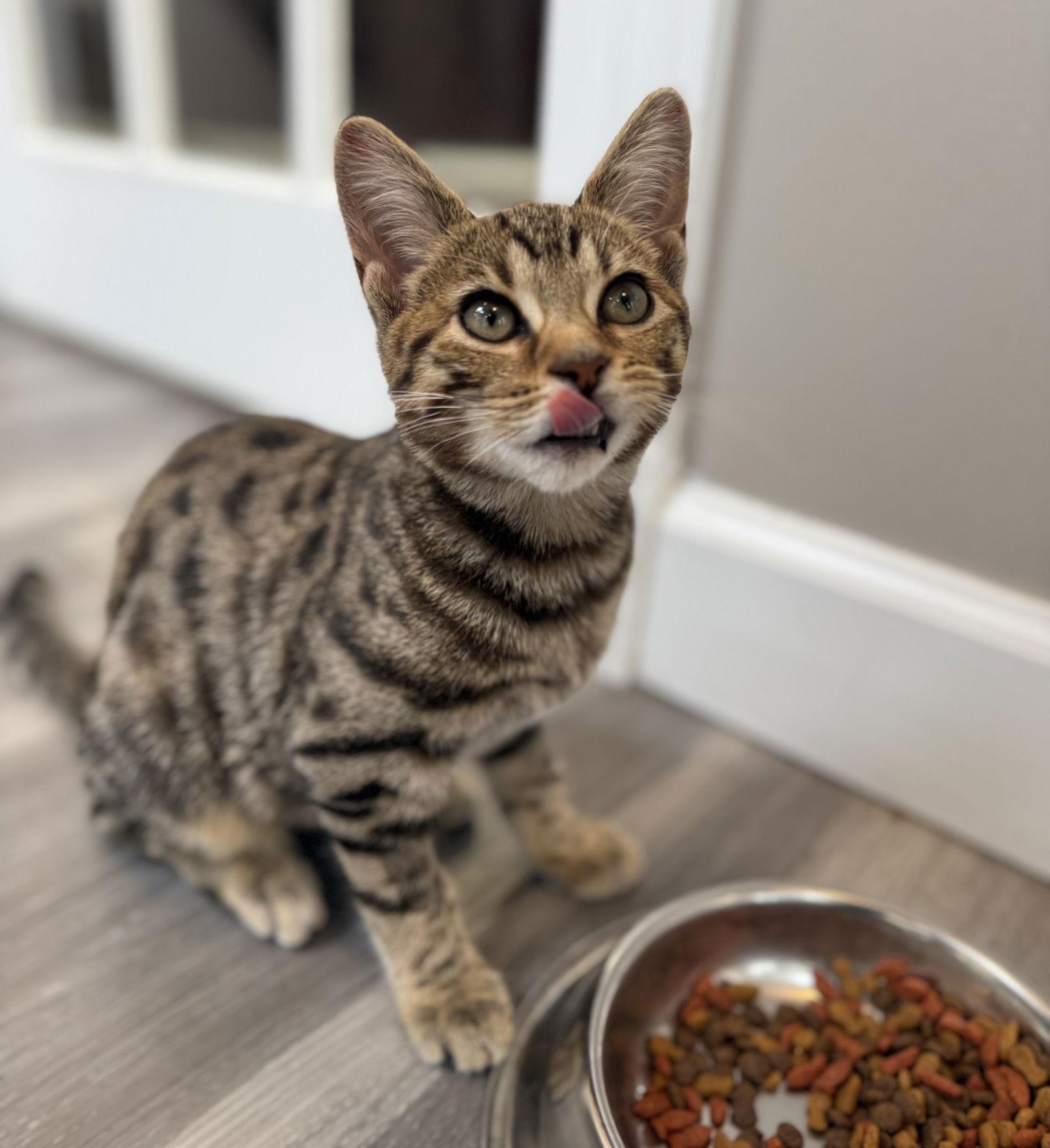 Enlarge Oyster, a Adoptable Domestic Short Hair in Reston, VA image 2/3