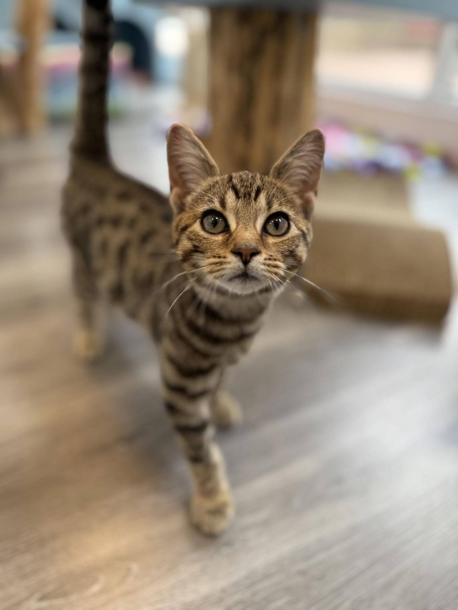 Enlarge Oyster, a Adoptable Domestic Short Hair in Reston, VA image 3/3