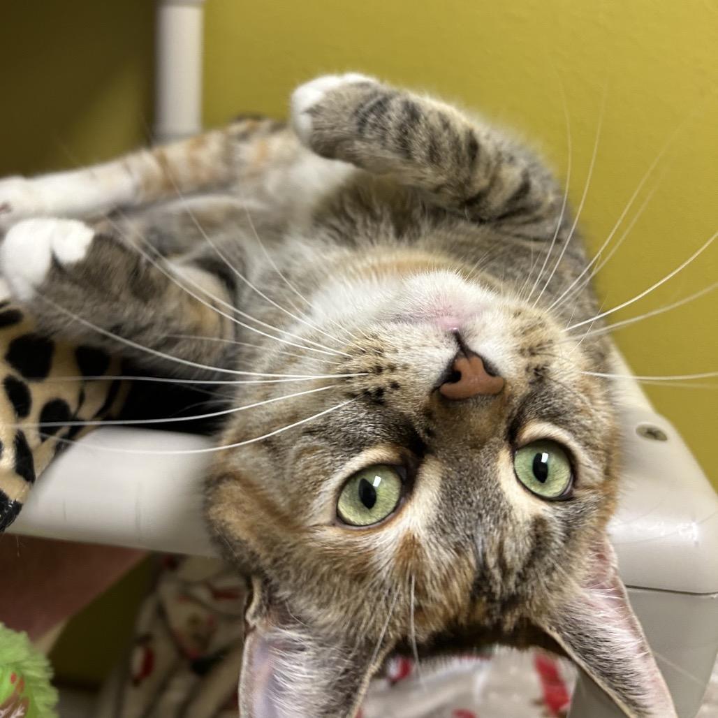 Enlarge Starburst, a Adoptable Domestic Short Hair in Keizer, OR image 1/4