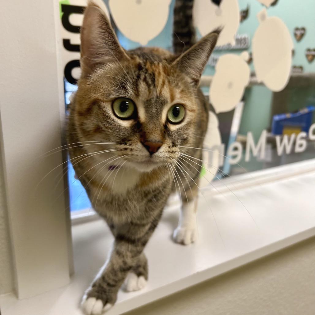 Enlarge Starburst, a Adoptable Domestic Short Hair in Keizer, OR image 2/4