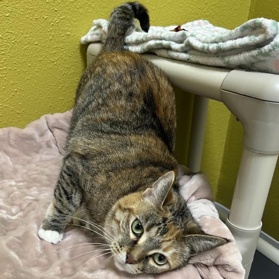 Enlarge Starburst, a Adoptable Domestic Short Hair in Keizer, OR image 3/4