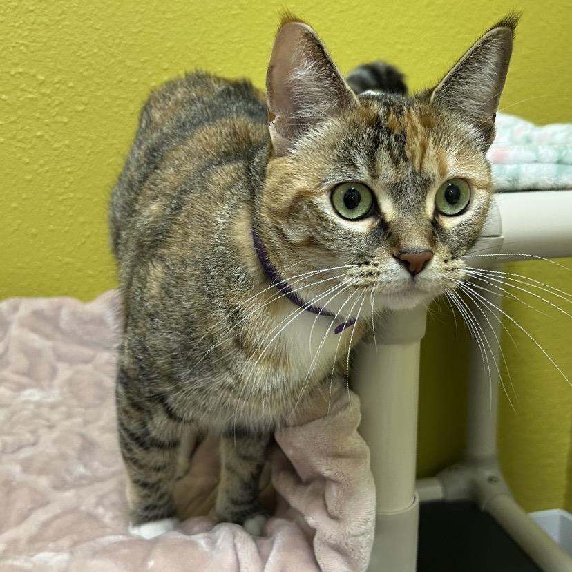 Enlarge Starburst, a Adoptable Domestic Short Hair in Keizer, OR image 4/4