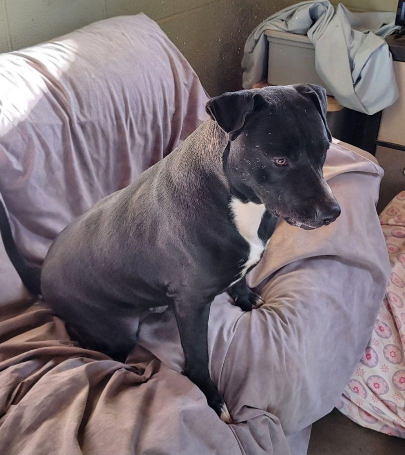 Memphis, Adoptable, Adult Male Pit Bull Terrier & Labrador Retriever.