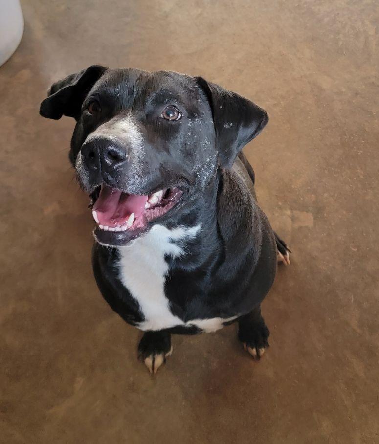 Enlarge Memphis, a Adoptable mixed breed in Augusta, GA image 2/2