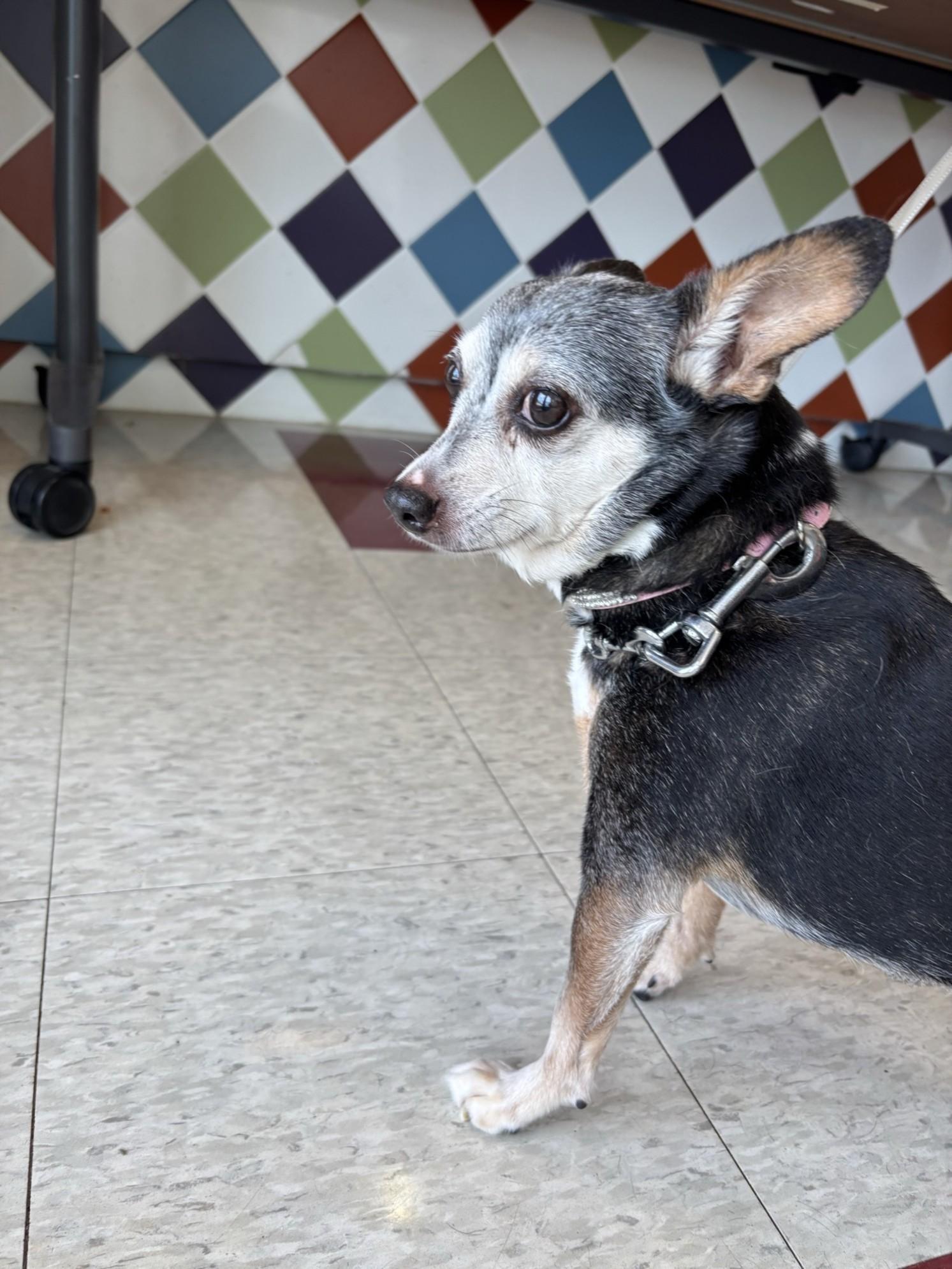 Dog for adoption - Dora A206602, a Rat Terrier in Plano, TX | Petfinder