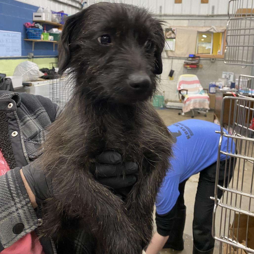 Stacy, Adoptable, Adult Female Mixed Breed.