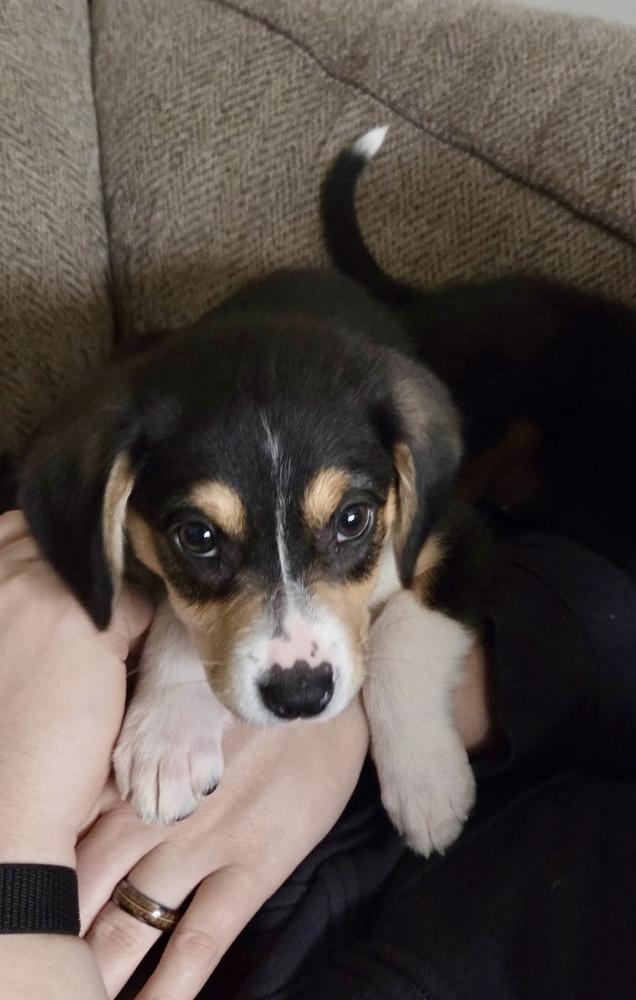 Rachel, Adoptable, Puppy Female Australian Shepherd & Border Collie.