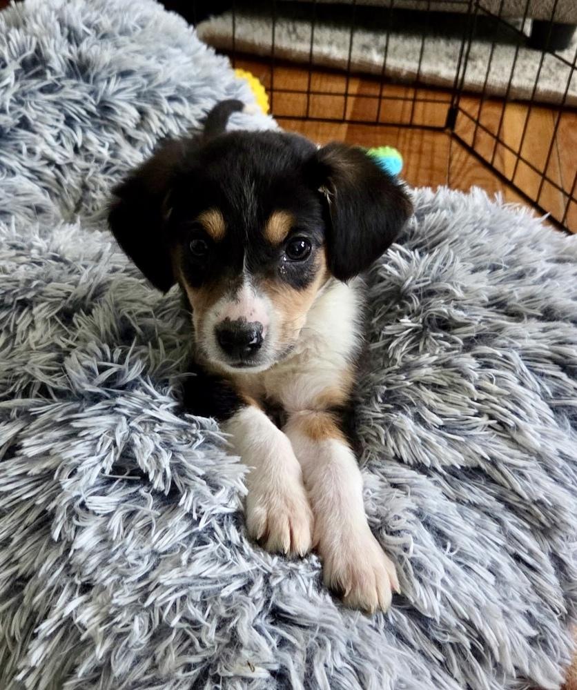 Enlarge Rachel, a Adoptable mixed breed in Greenlawn, NY image 2/5