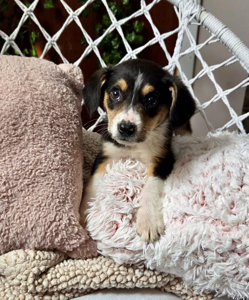 Enlarge Rachel, a Adoptable mixed breed in Greenlawn, NY image 3/5