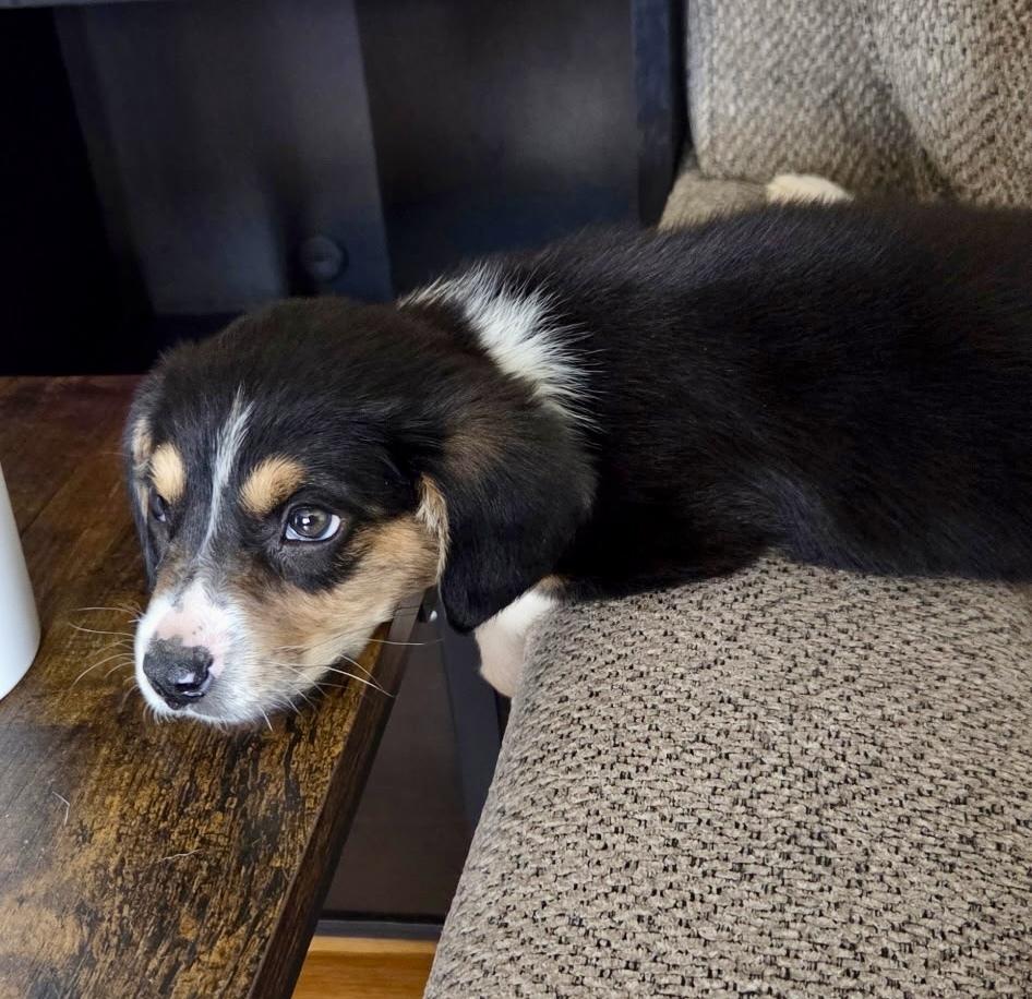 Enlarge Rachel, a Adoptable mixed breed in Greenlawn, NY image 4/5