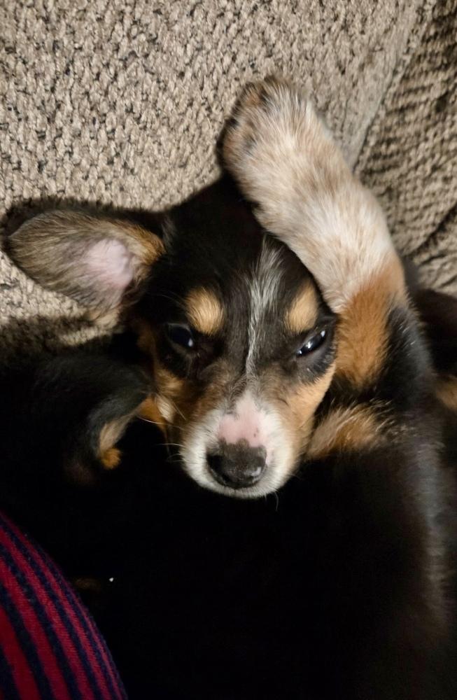 Enlarge Rachel, a Adoptable mixed breed in Greenlawn, NY image 5/5