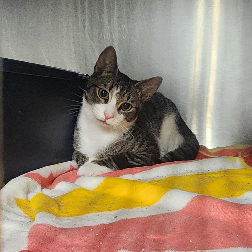 Enlarge Mike, a Adoptable Domestic Short Hair in Evensville, TN image 1/4