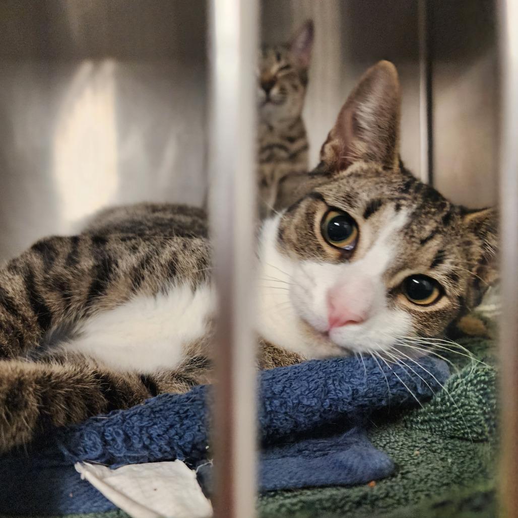 Enlarge Mike, a Adoptable Domestic Short Hair in Evensville, TN image 3/4