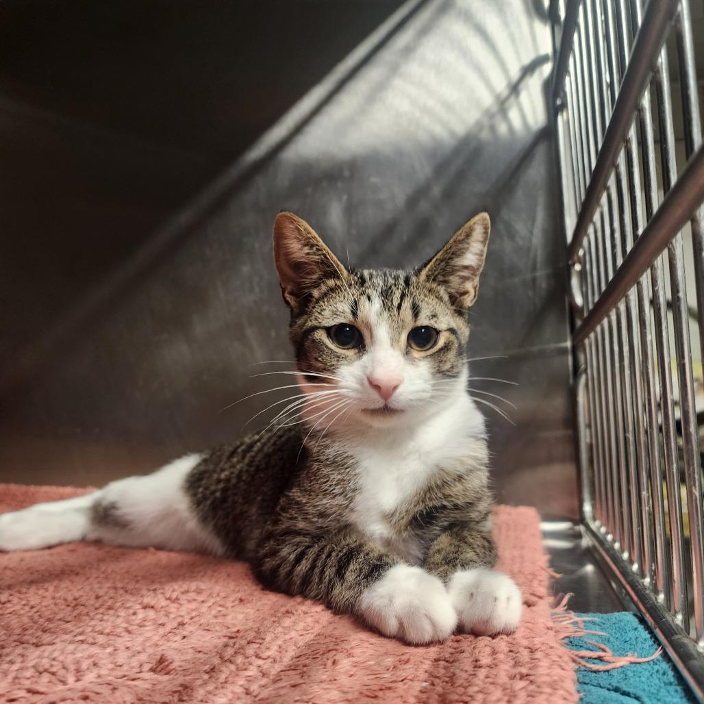Enlarge Mike, a Adoptable Domestic Short Hair in Evensville, TN image 4/4