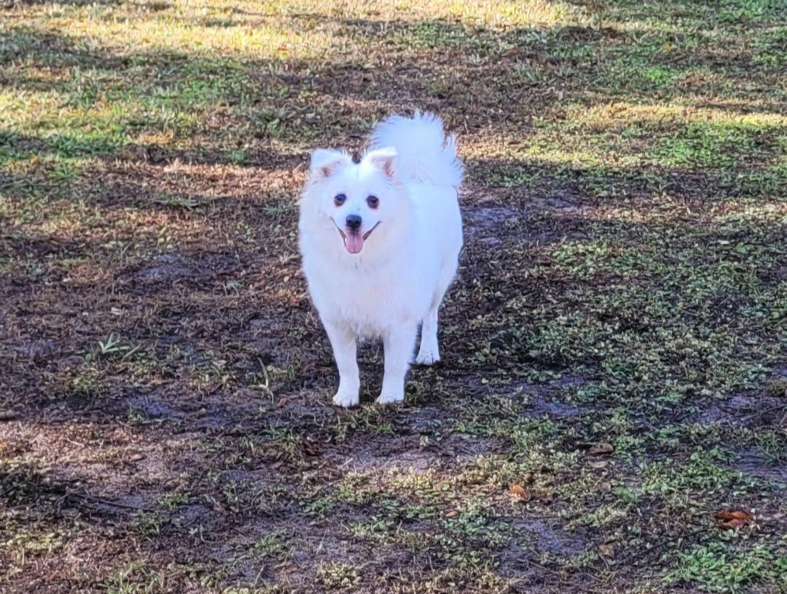 Daisy of Central FL, Adoptable, Young Female American Eskimo Dog.