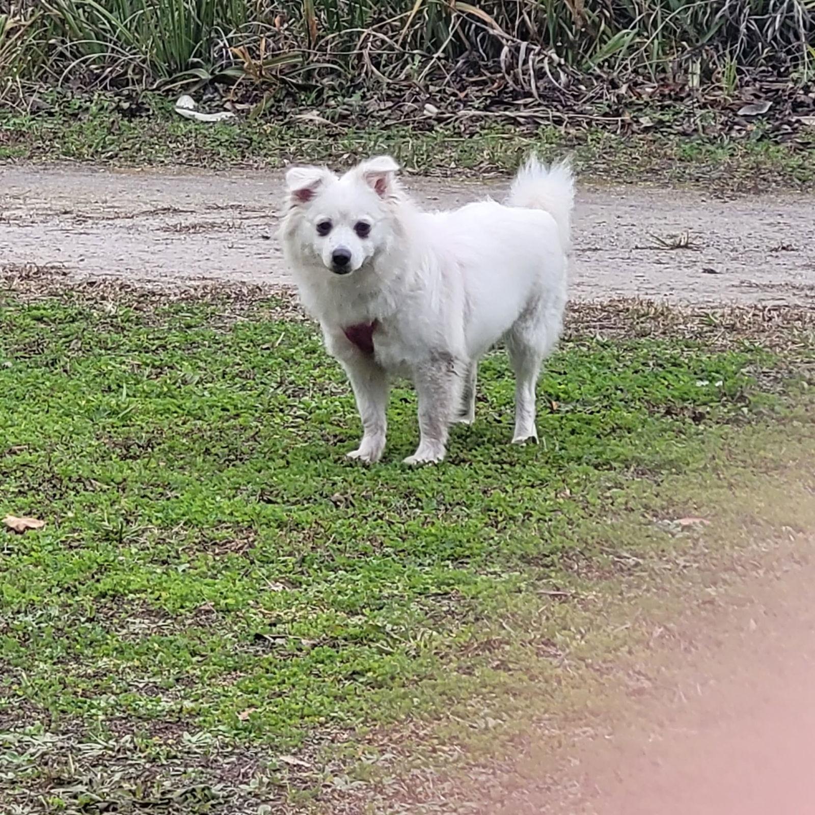 Enlarge Daisy of Central FL, a Adoptable American Eskimo Dog in Ormond Beach, FL image 2/3