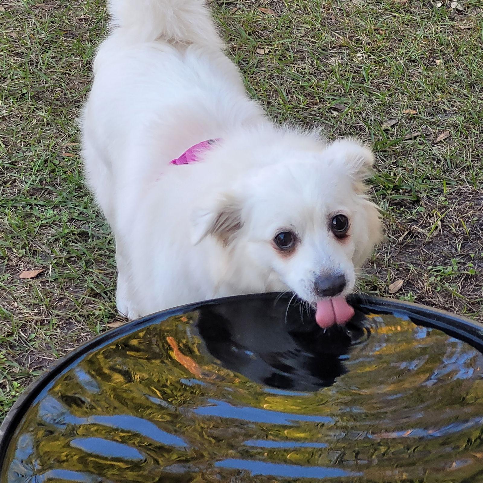 Enlarge Daisy of Central FL, a Adoptable American Eskimo Dog in Ormond Beach, FL image 3/3